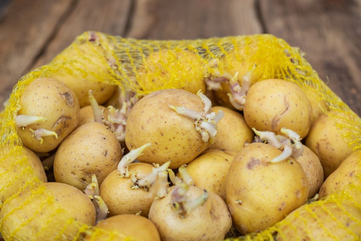 7 astuces pour garder vos pommes de terre fraîches plus longtemps