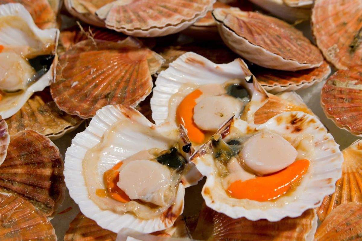 Comment garantir la fraîcheur de vos coquilles Saint-Jacques pour les fêtes