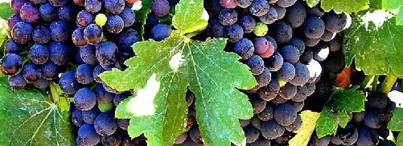 Les rouges de Provence, un terroir en pleine ascension