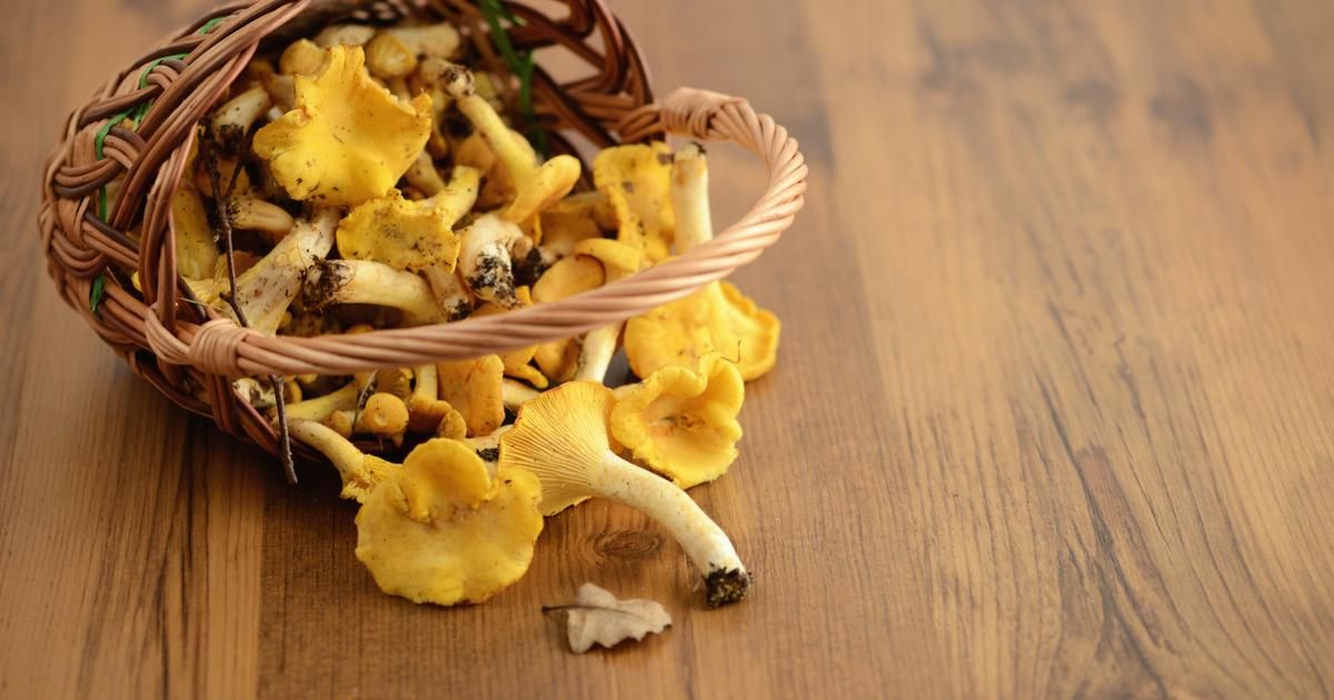 Les secrets du nettoyage des girolles révélés