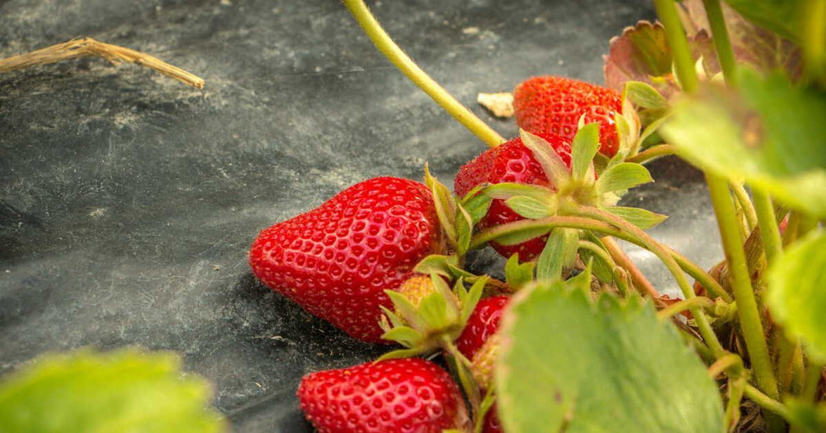 Fraise : 7 variétés à (re)découvrir