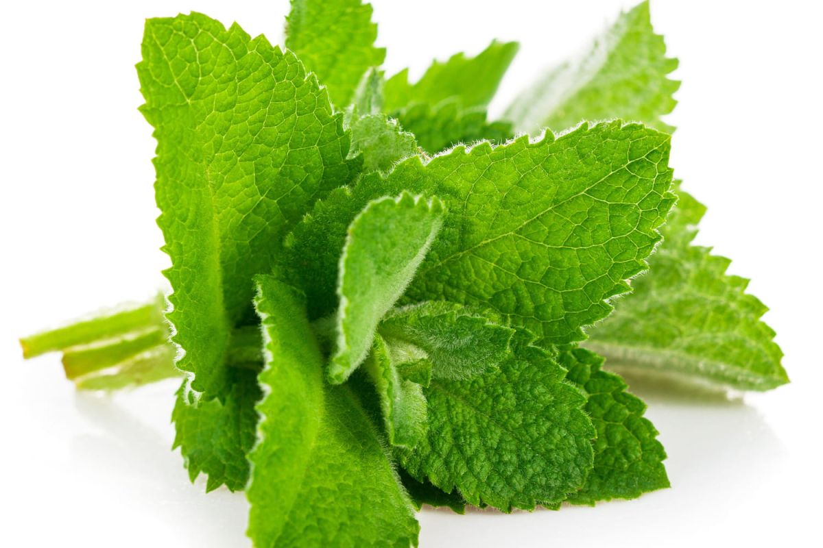Comment garder votre menthe fraîche ?