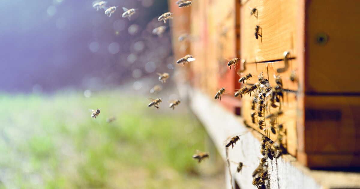 Découvrez ces 3 recettes estivales irrésistibles au miel