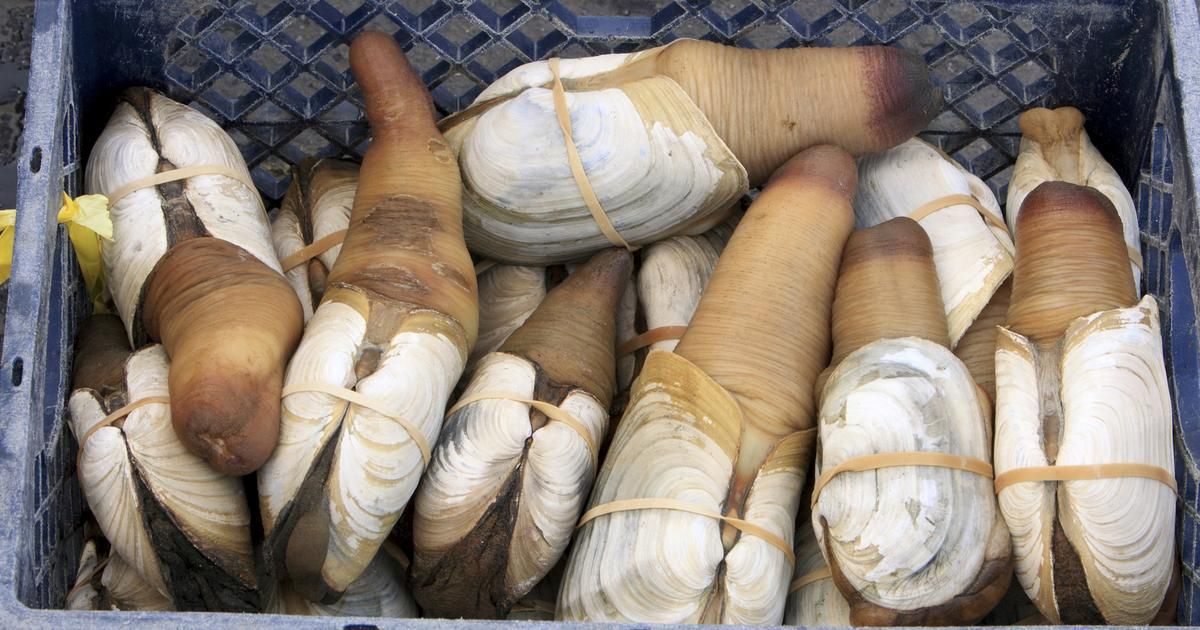 Le panope, ce mollusque fascinant qui enchante l'Asie