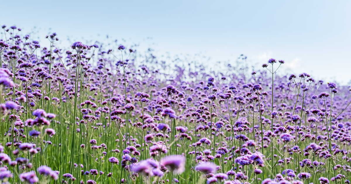 Les bienfaits de la verveine : une plante aux multiples vertus