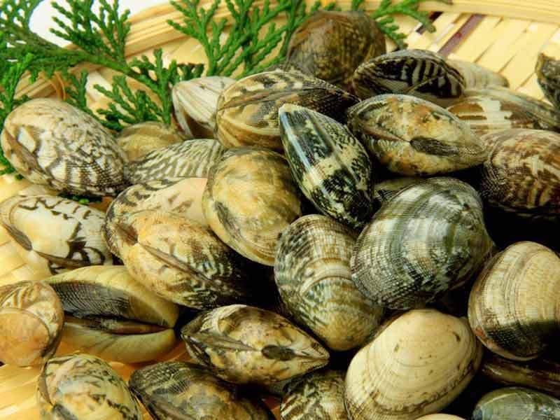 Les dangers cachés de la pêche à pied