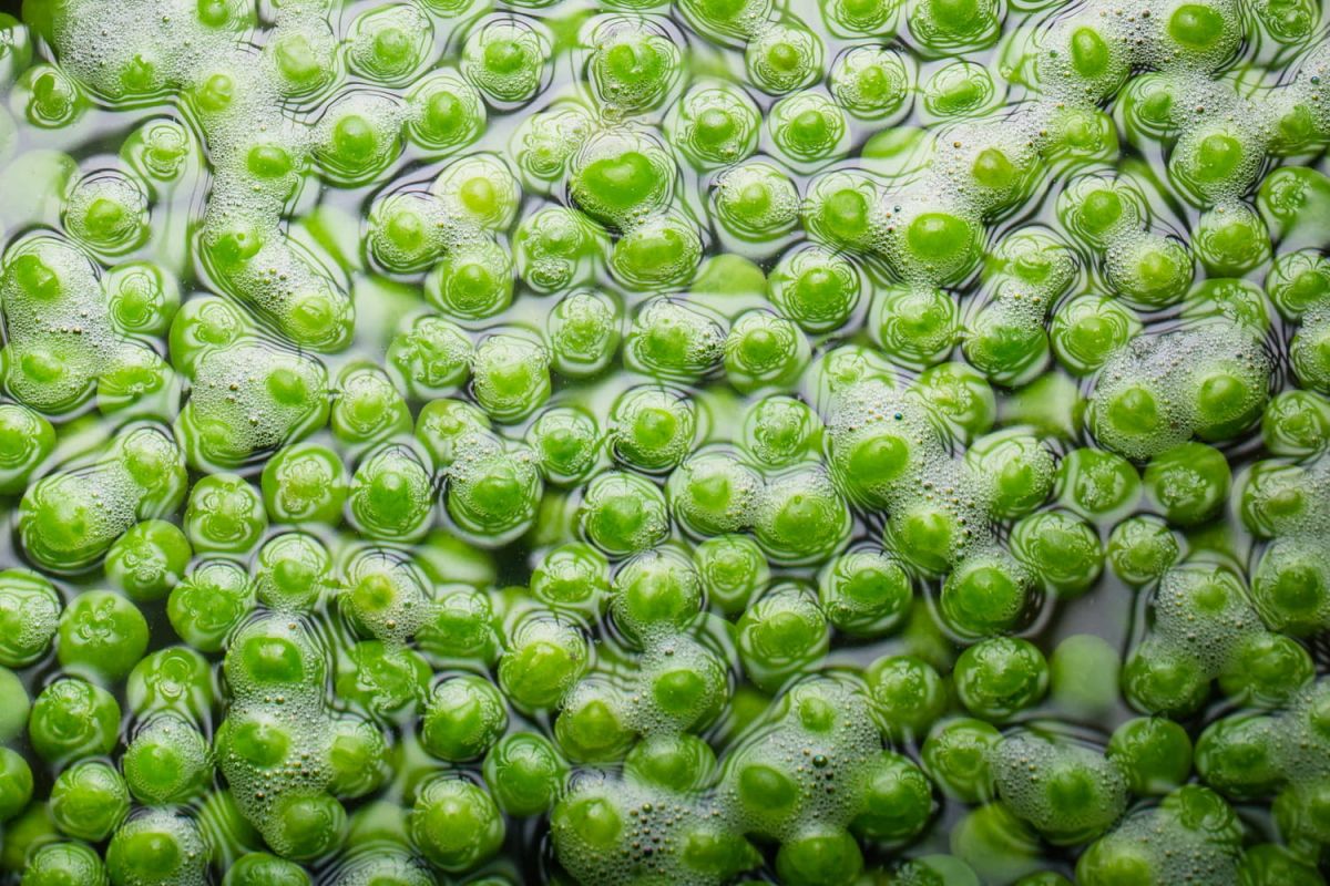 La mousse mystérieuse des légumineuses : décryptage