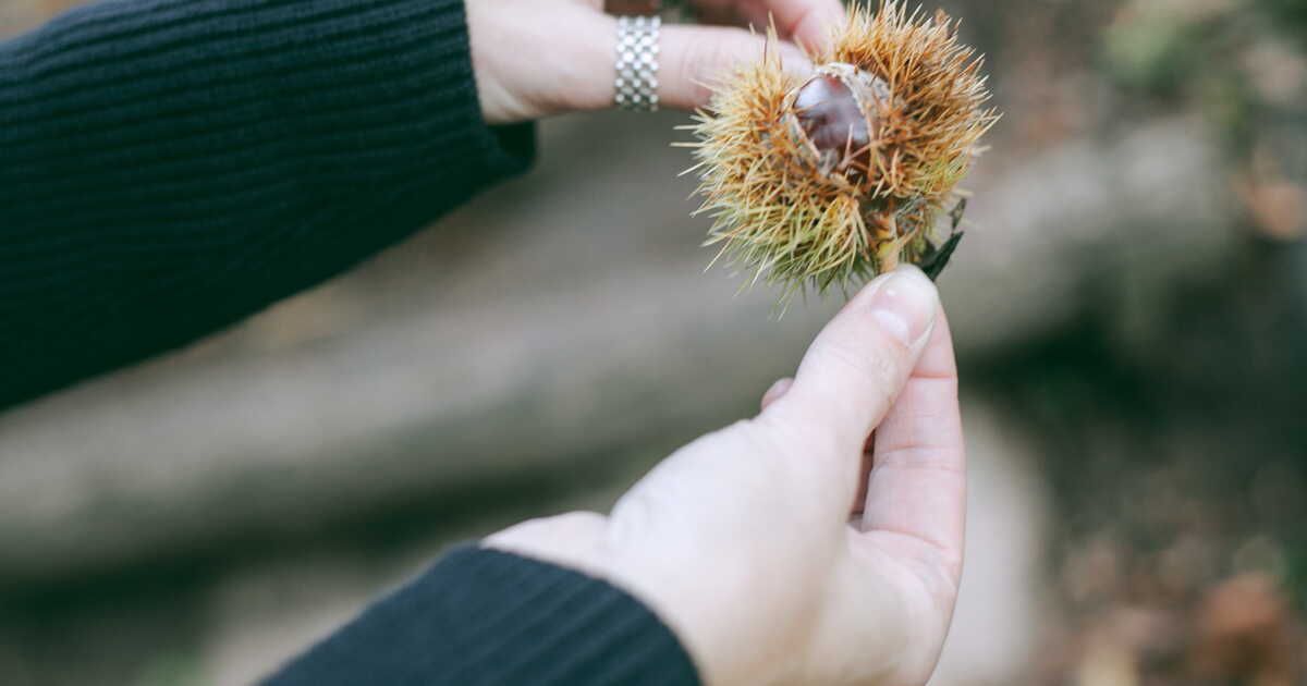 5 astuces pour récolter les châtaignes et trouver les meilleurs spots