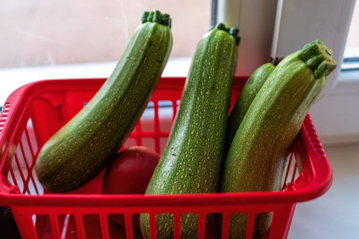 Découvrez le secret de conservation des courgettes