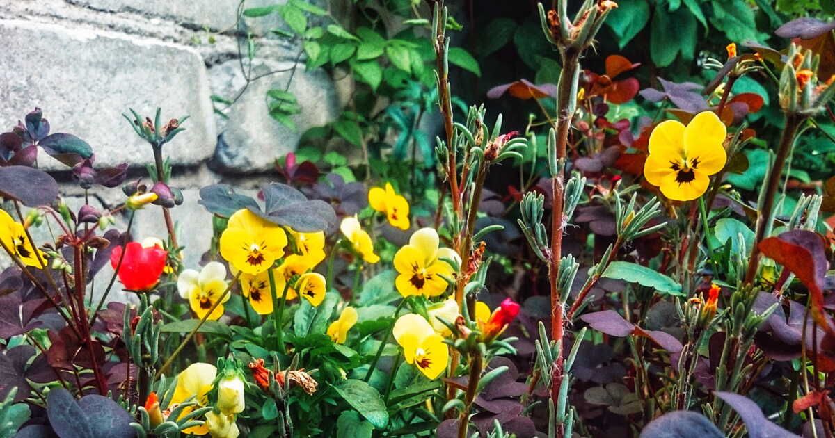 Les fleurs comestibles : un délice à découvrir