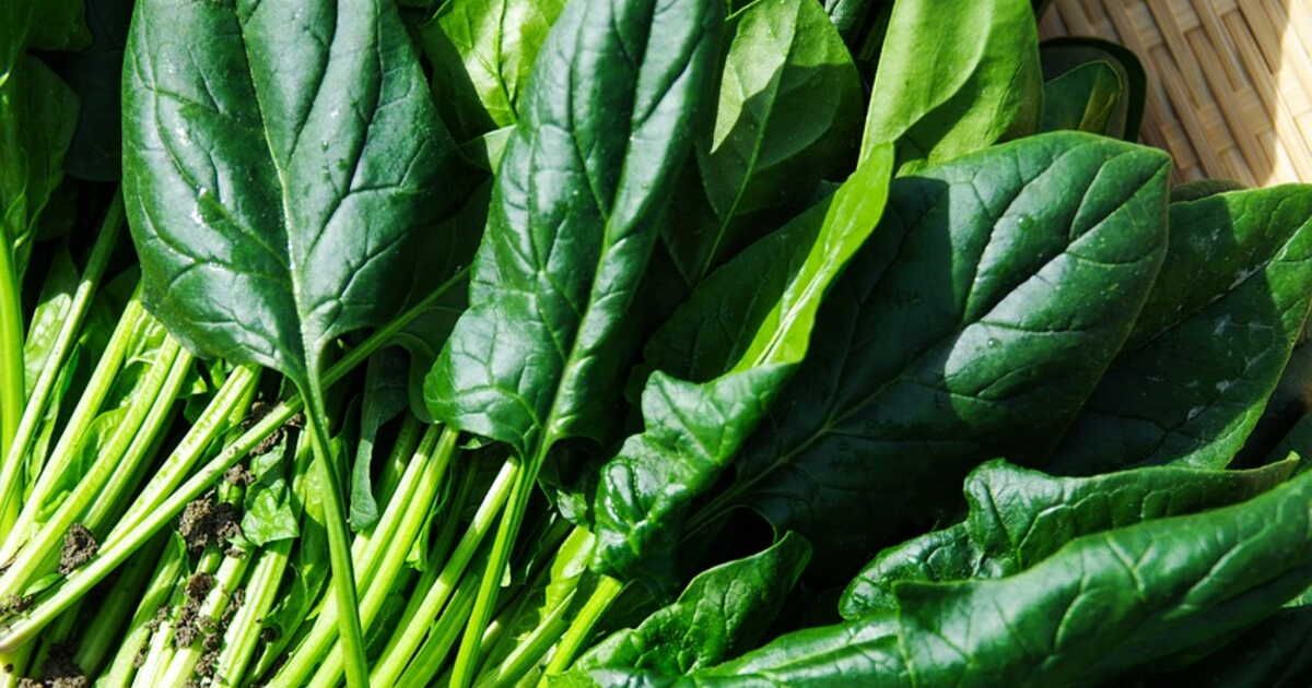 Les secrets pour congeler des épinards frais efficacement
