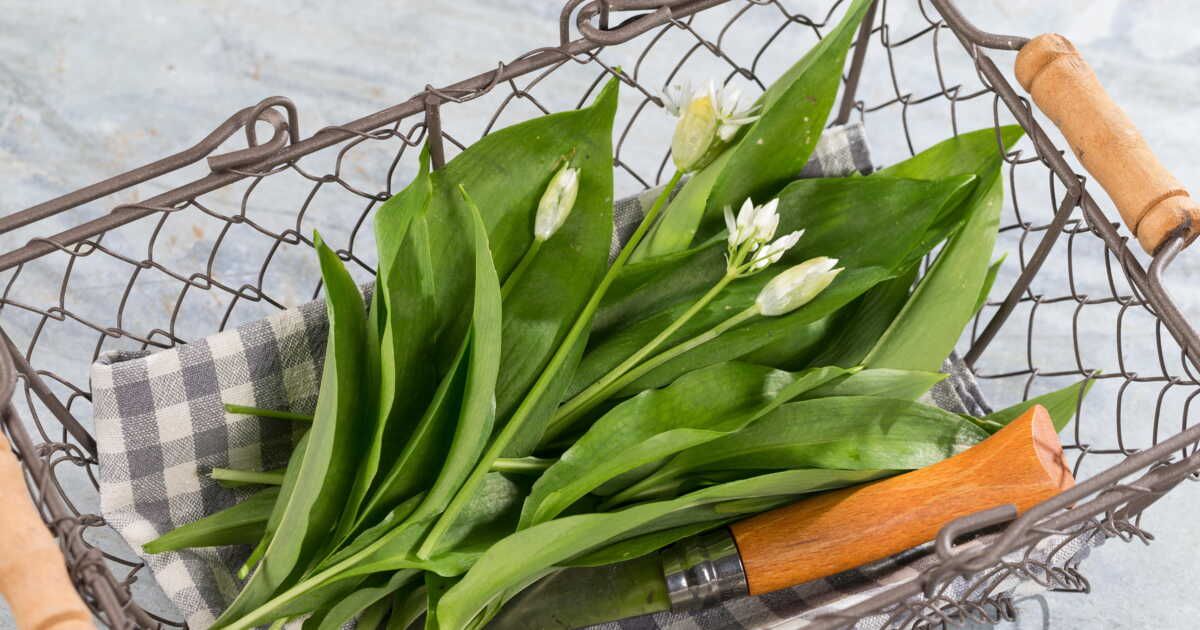 L'ail des ours : la plante détox qui enchante les gourmets