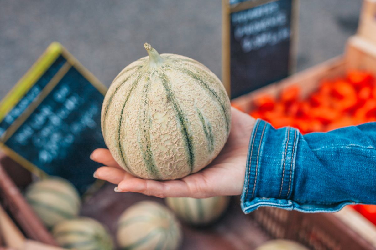 Les secrets d'un maraîcher pour dénicher le melon parfait