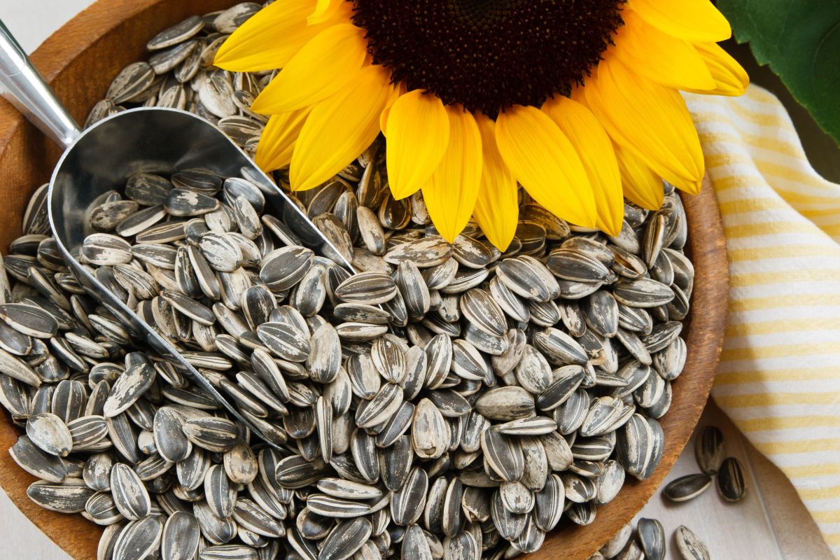 Les bienfaits insoupçonnés des graines de tournesol