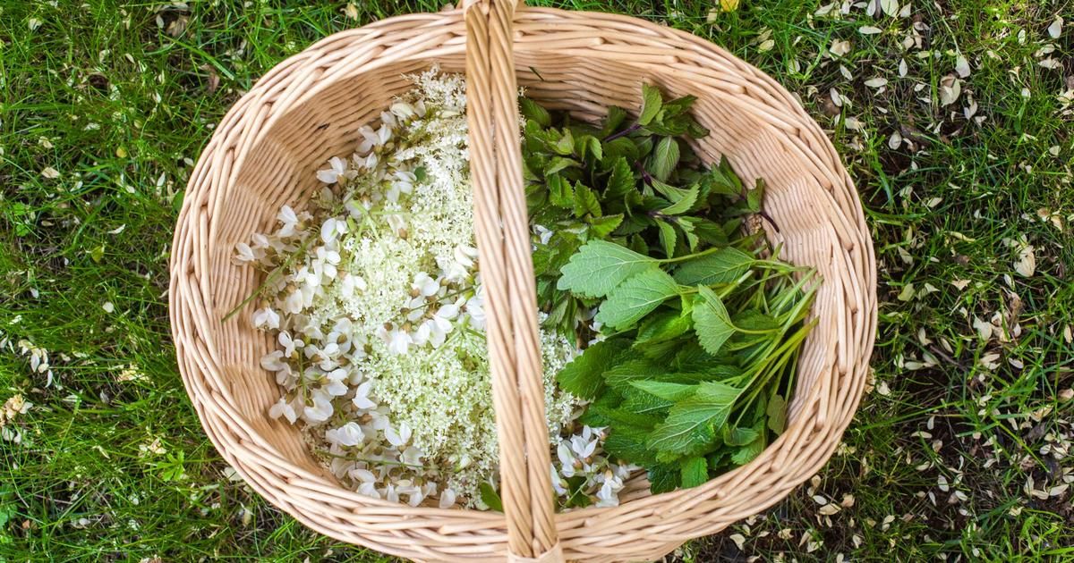 Trois lieux pour explorer la cueillette de plantes sauvages, trésors de santé