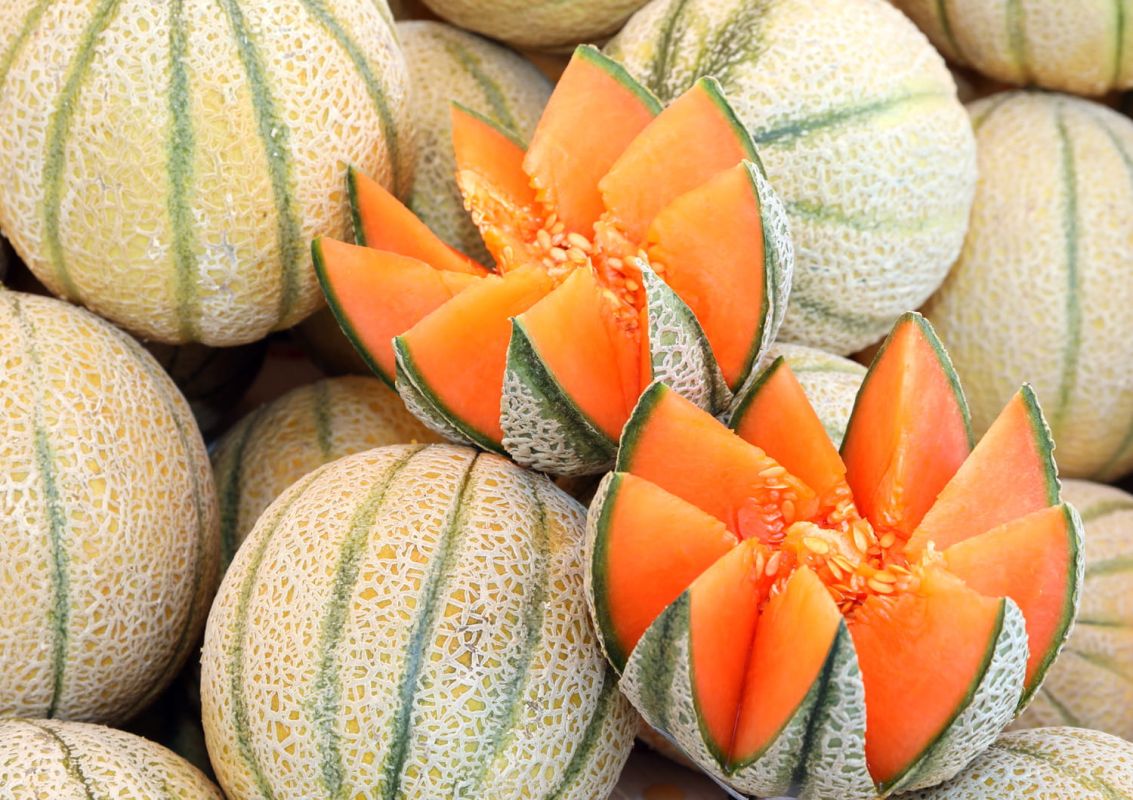 Découvrez le melon de Cavaillon : un délice d'été labellisé