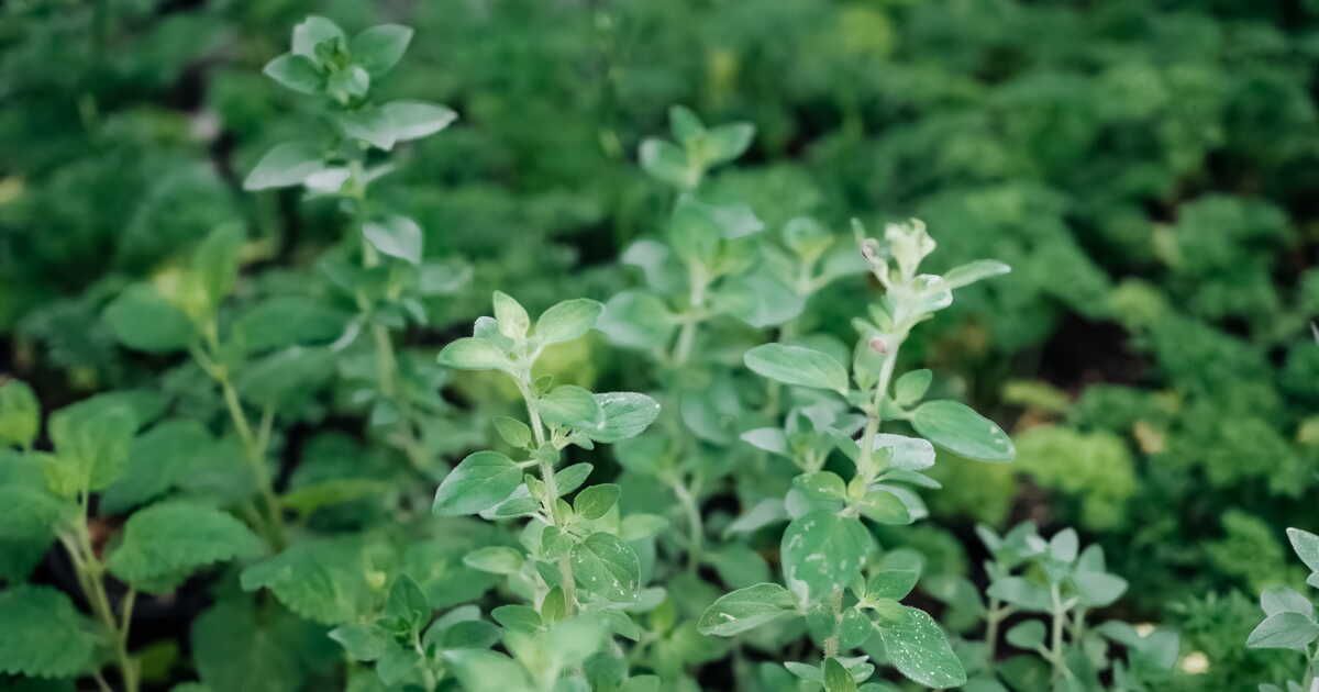 L'origan, étoile des plats méditerranéens