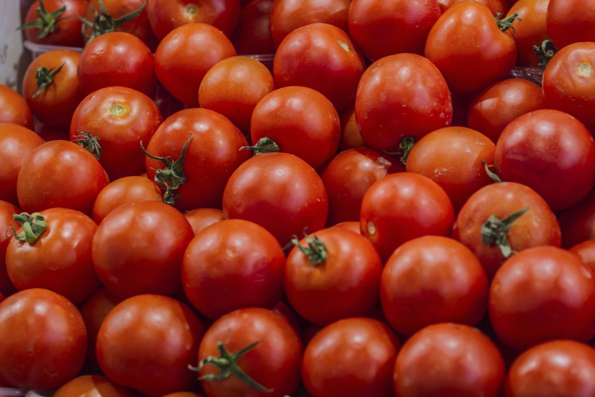 Les tomates, un allié inattendu pour la fertilité masculine