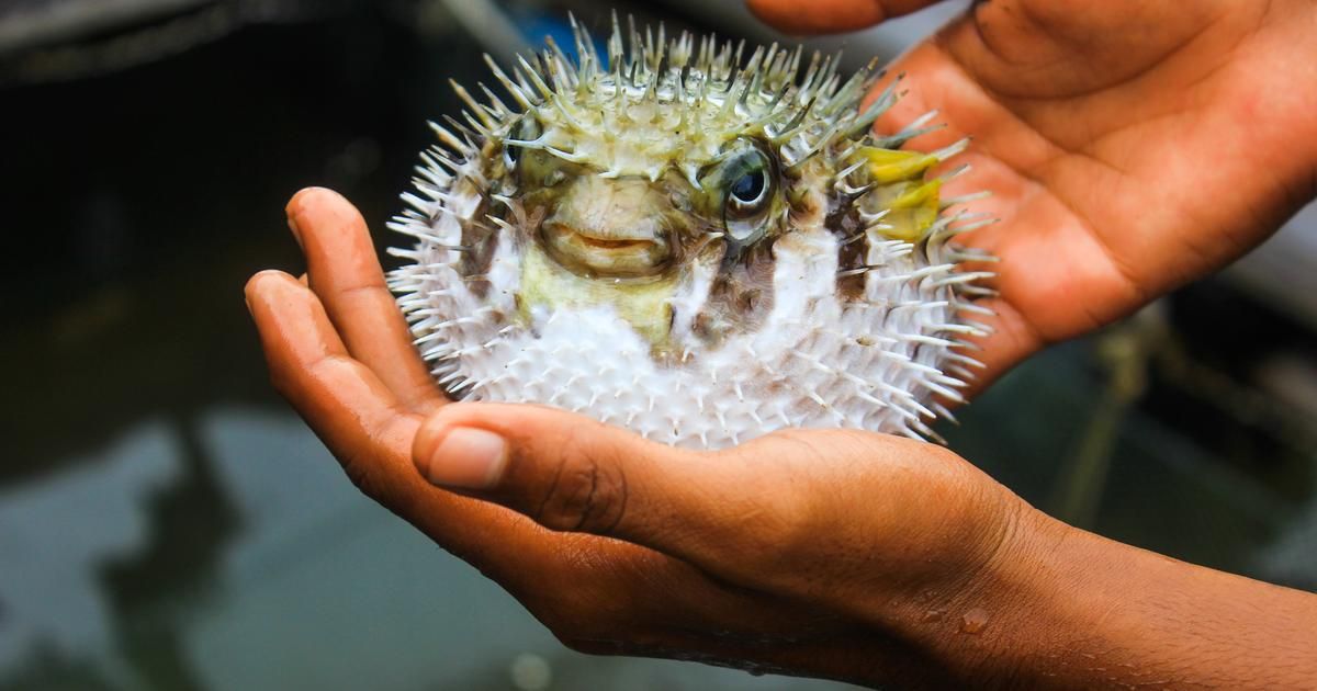 Fugu : le poisson dangereux qui intrigue les gourmets